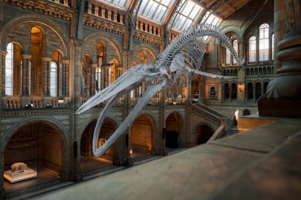 Museo de Historia Natural de Copenhague